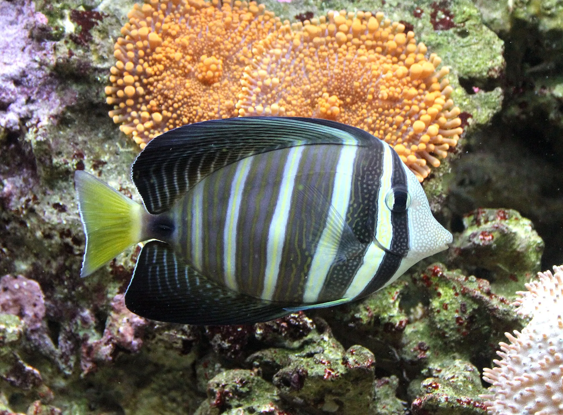 Sailfin Tang aquarium photo