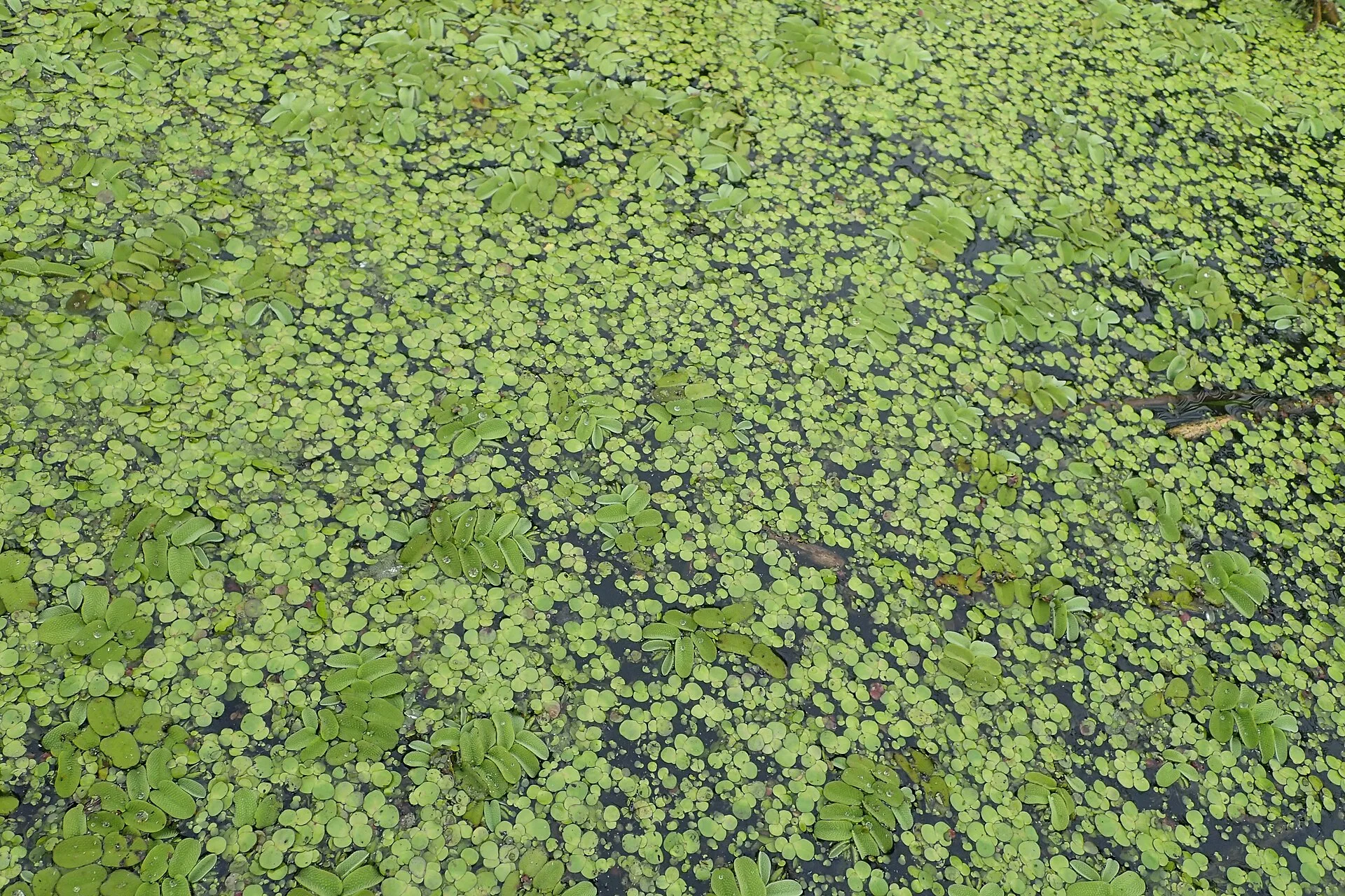 Salvinia natans (Salvinia natans) leaf detail