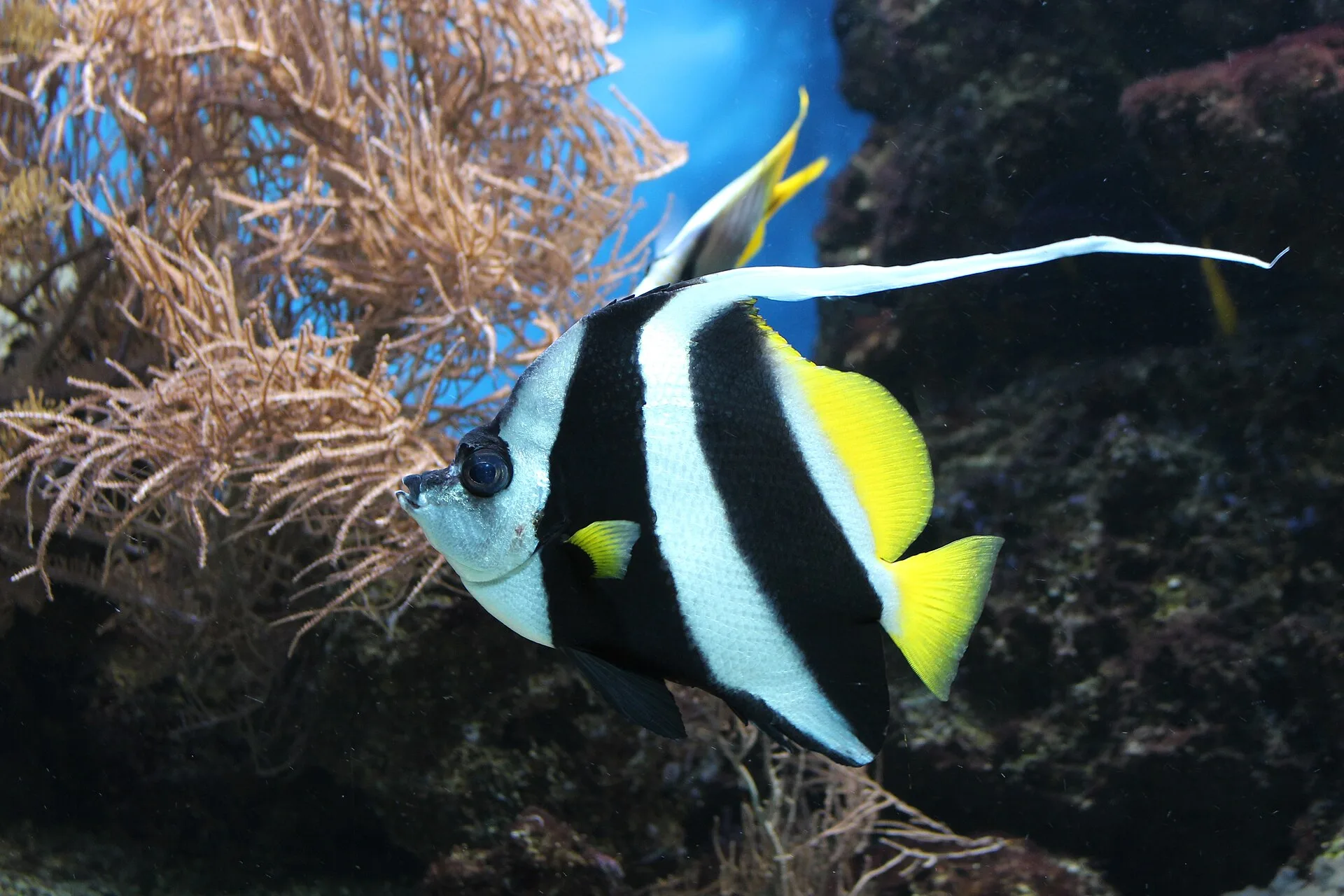 Schooling Bannerfish in aquarium