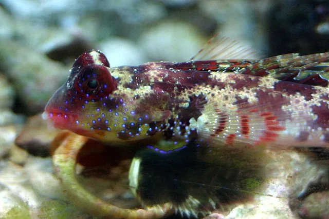 Scooter Blenny (Synchiropus ocellatus)
