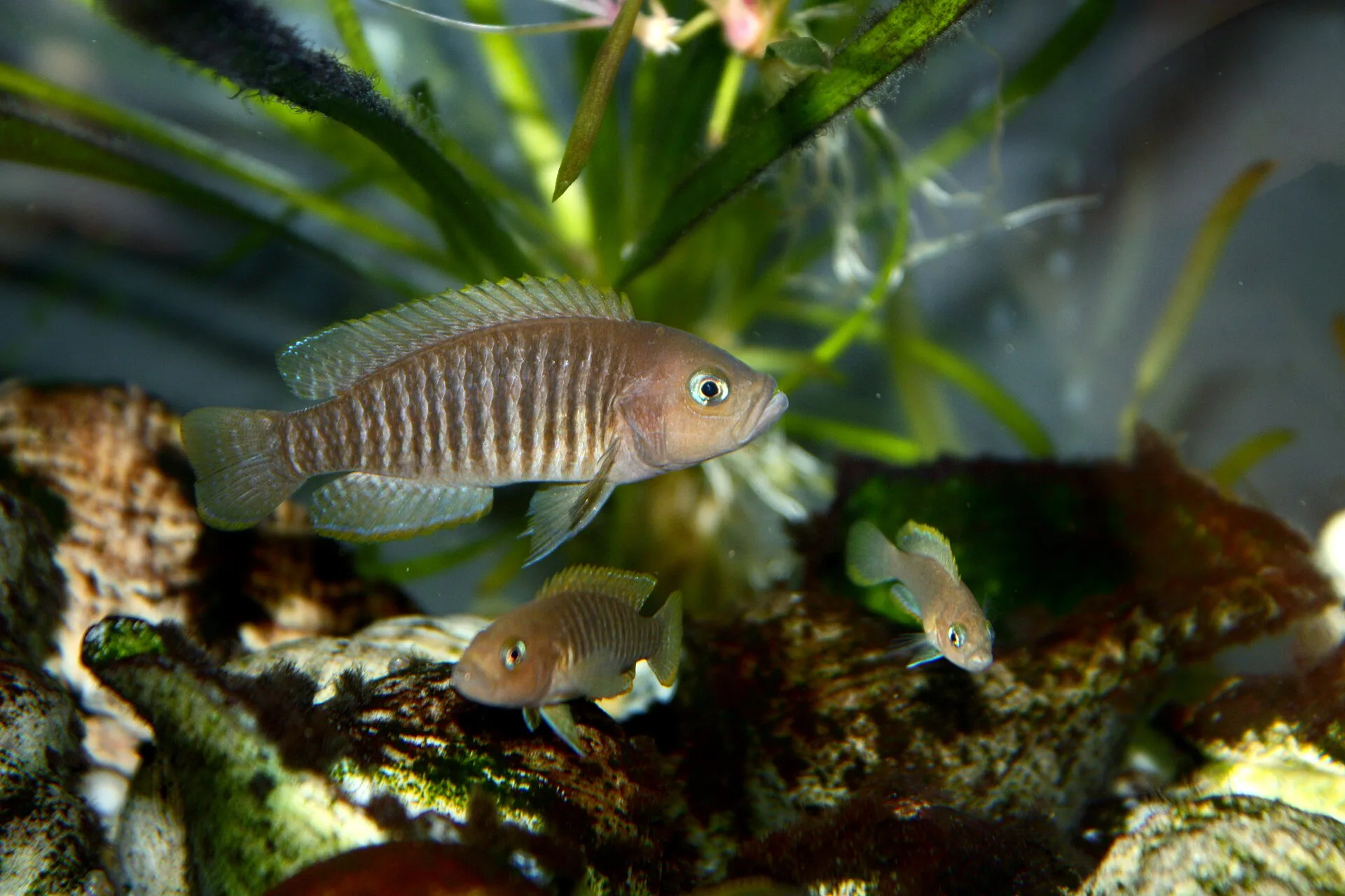 Shell Dweller aquarium photo
