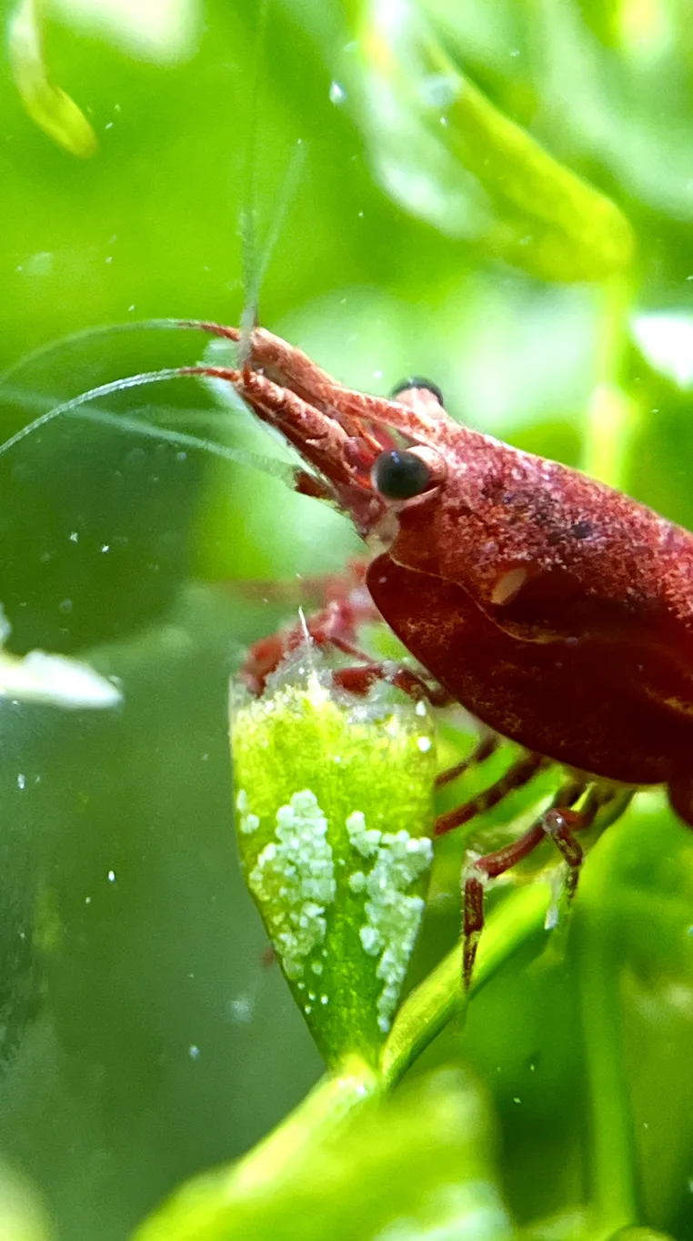 Shrimp Feeding Guide: Biofilm vs Pellets