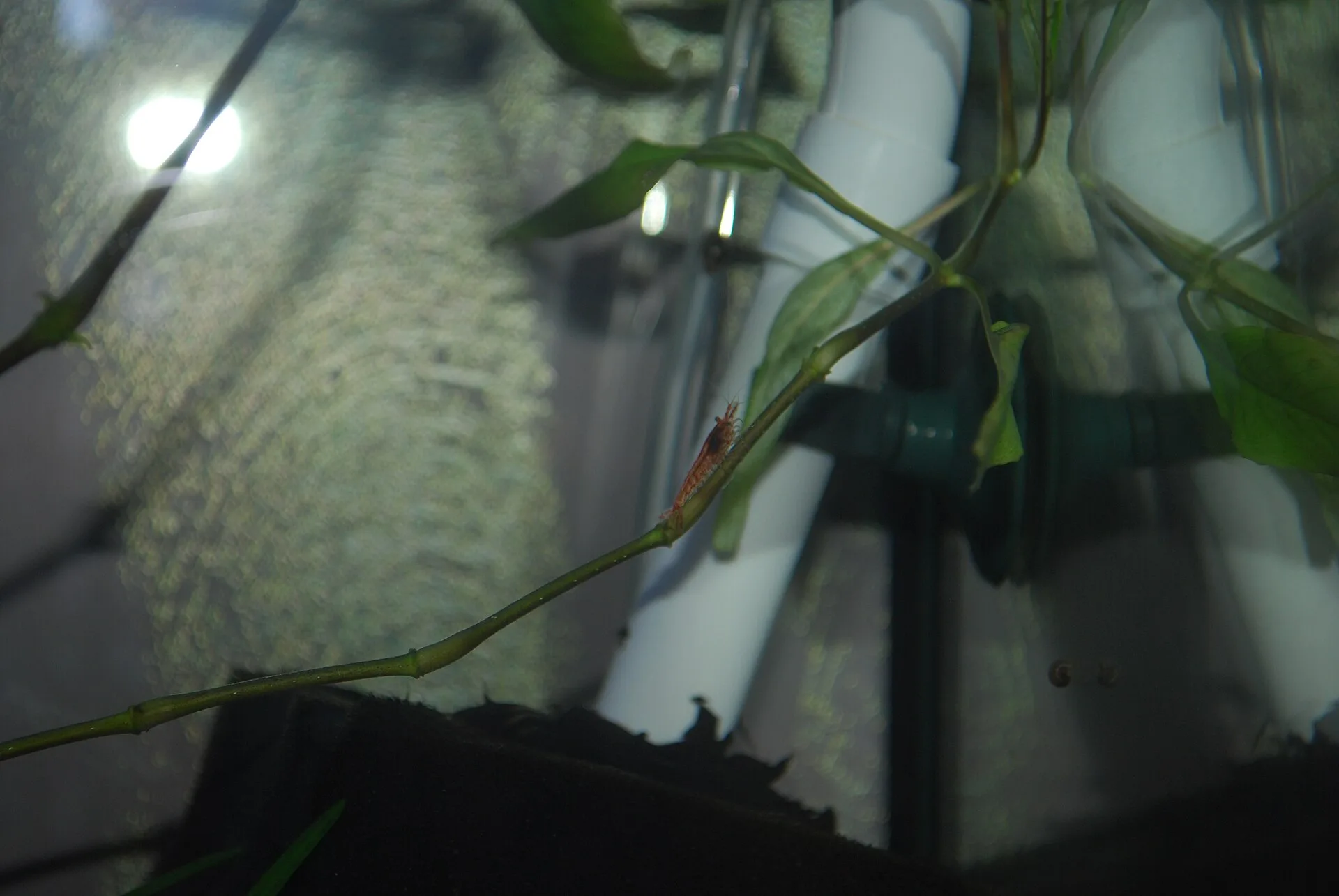 Cherry shrimp grazing in a planted tank