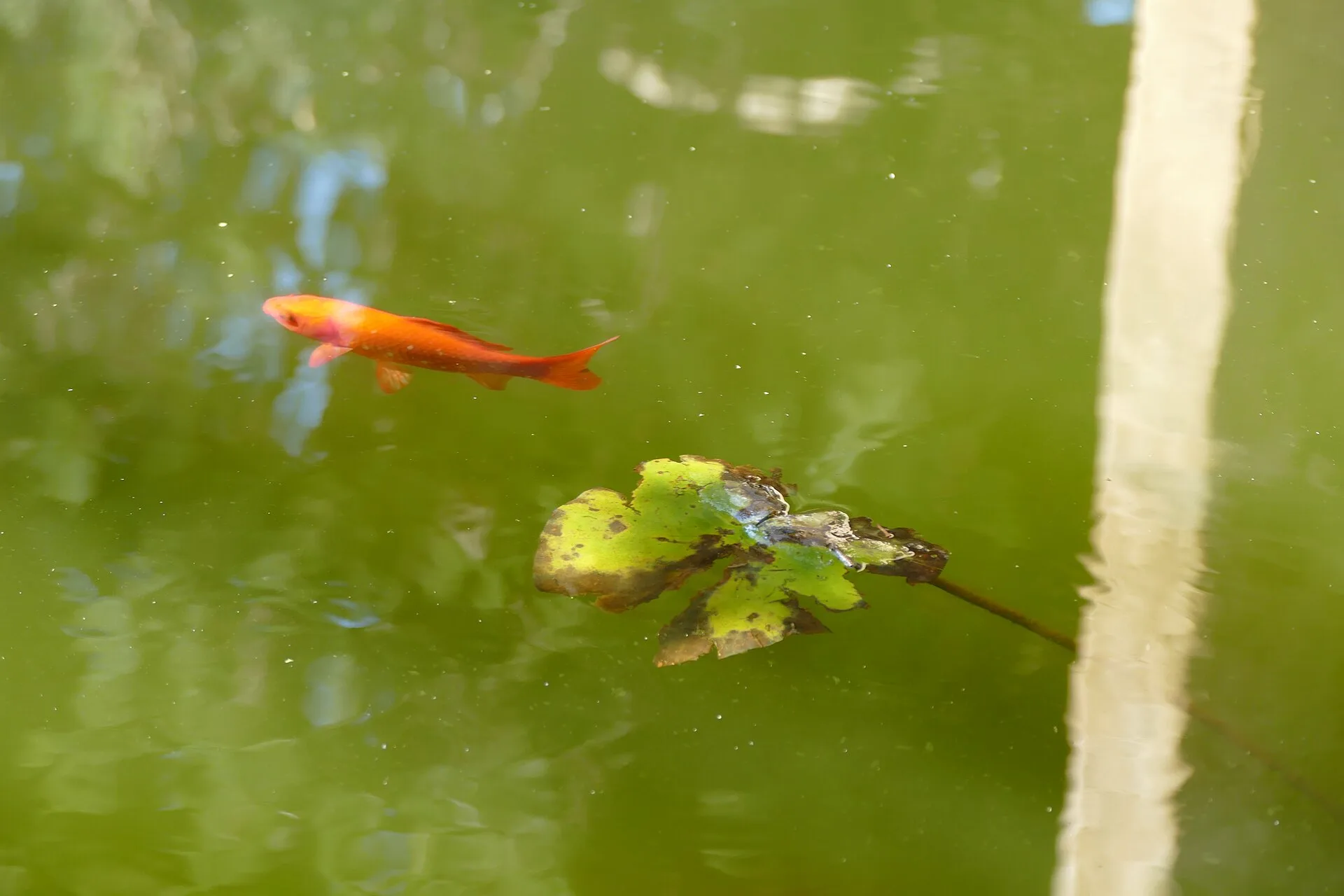 Shubunkin Goldfish aquarium photo