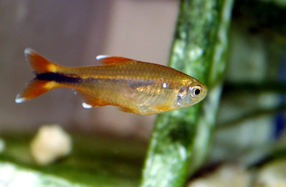 Close view of Silver Tip Tetra (Hasemania nana)
