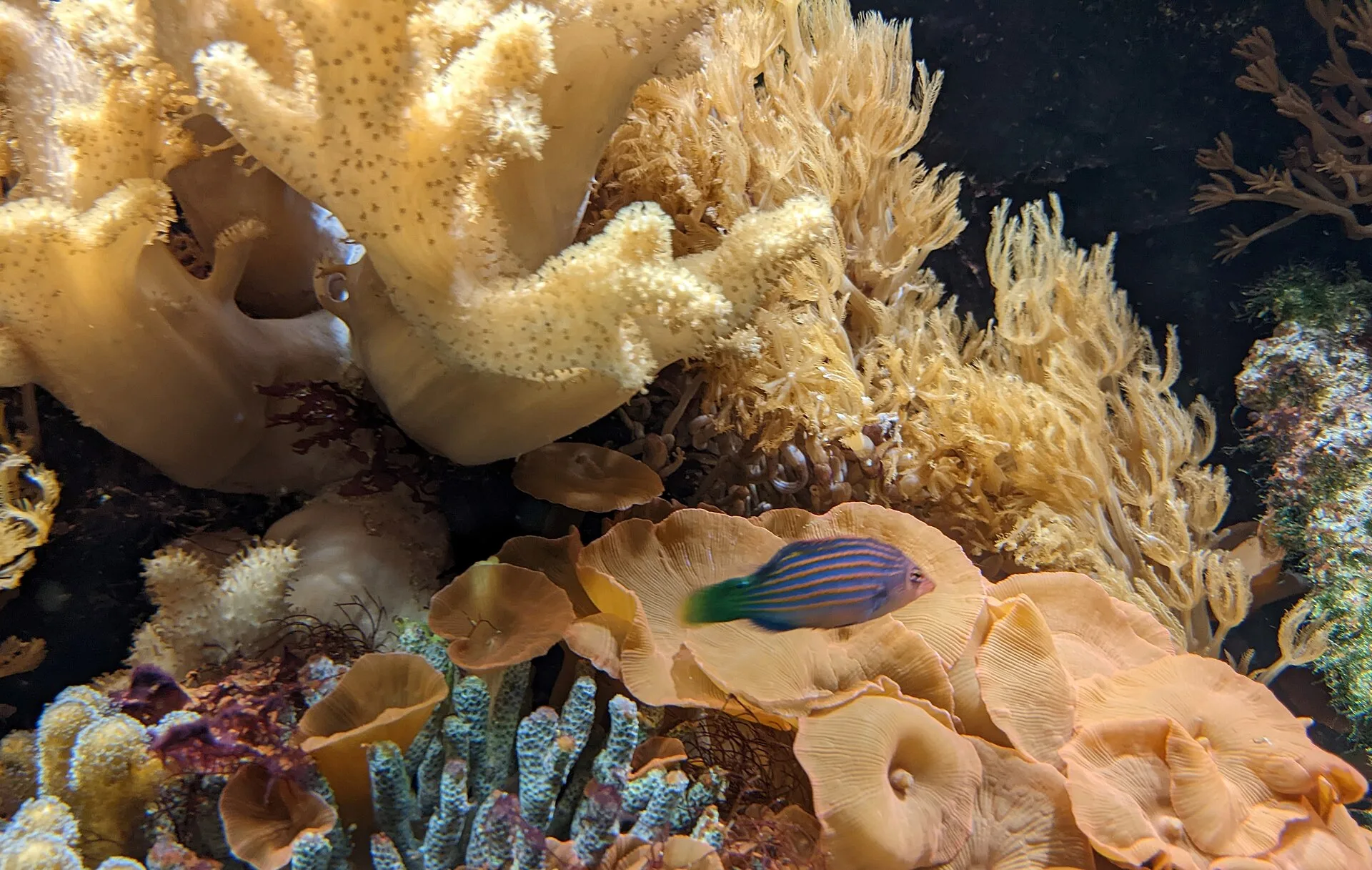Six Line Wrasse aquarium photo