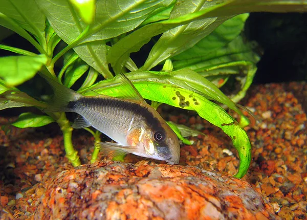 Skunk Corydoras aquarium photo