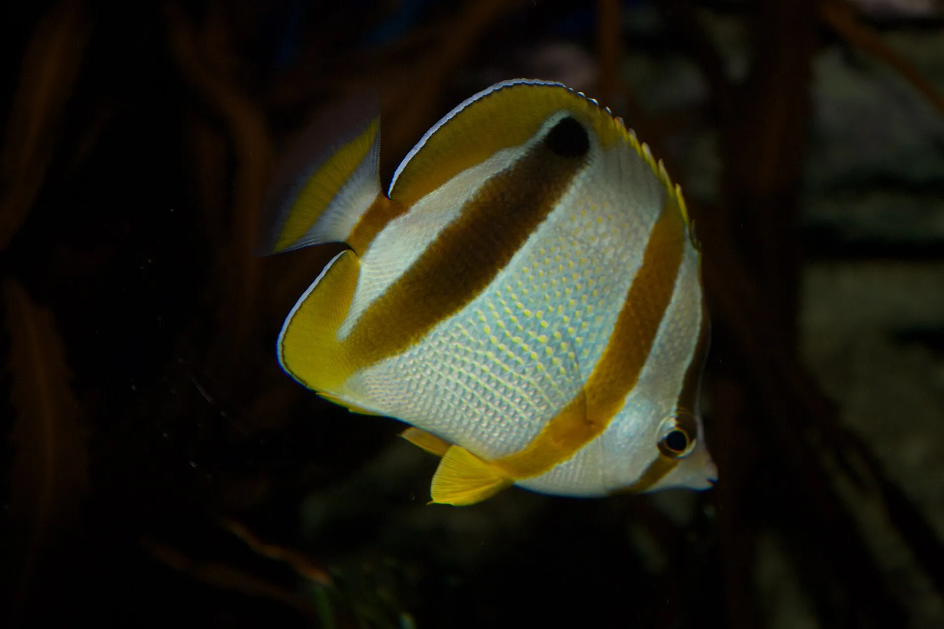 South African Butterflyfish aquarium photo