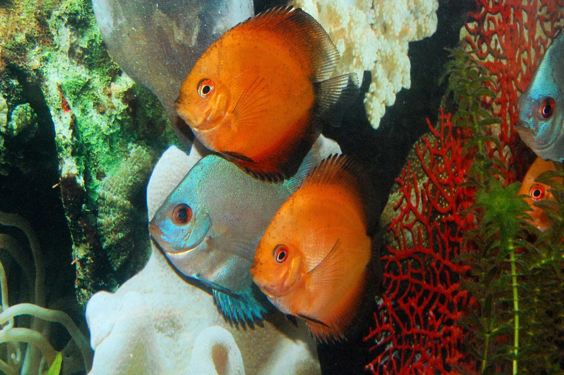 Colourful aquarium fish that benefit from carotenoids