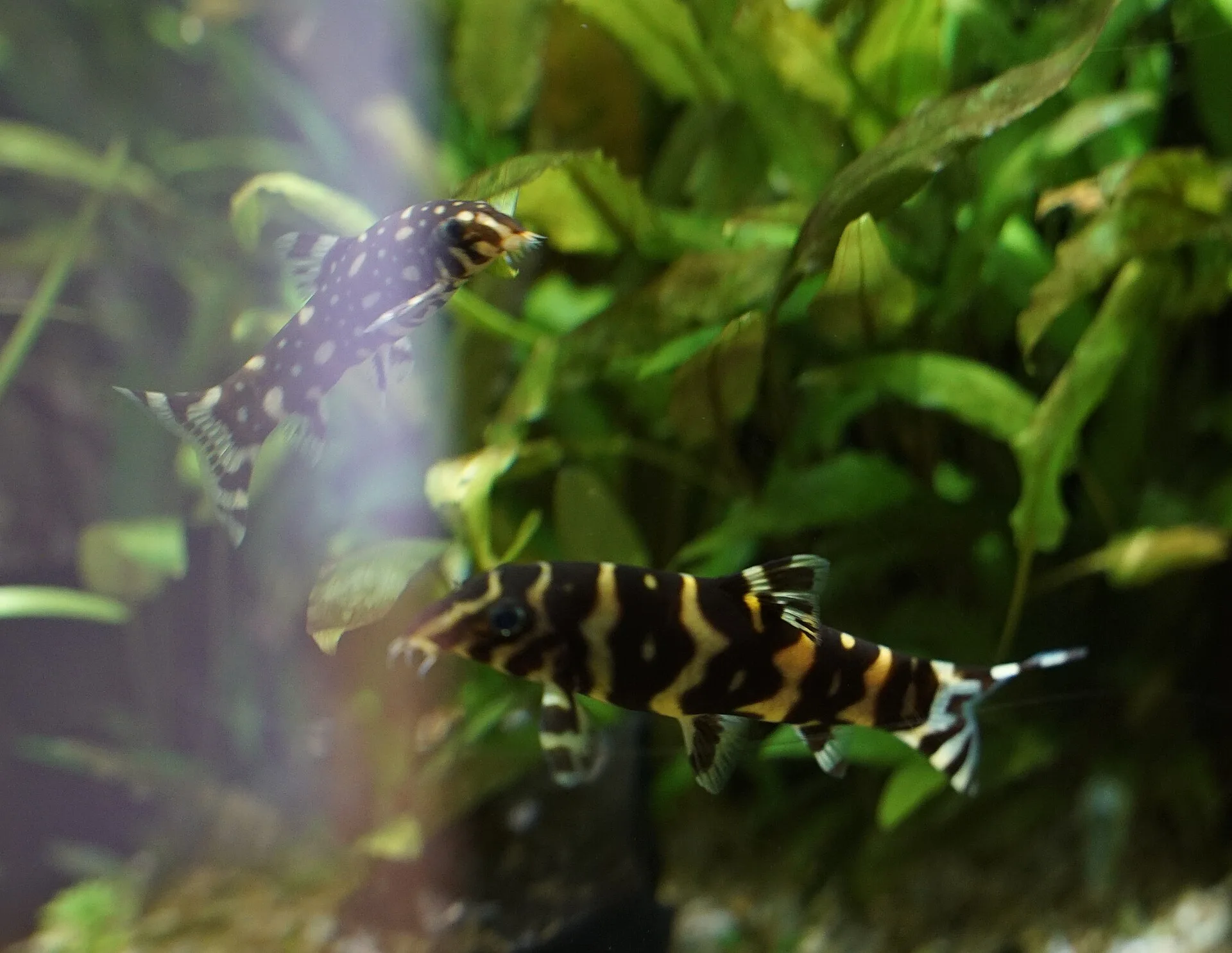 Striata Loach aquarium photo