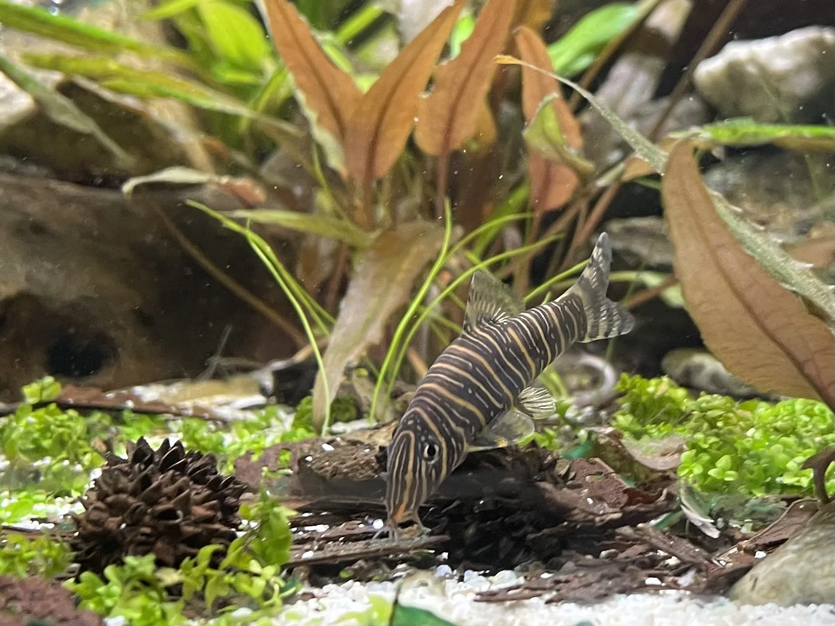 Striata Loach aquarium photo