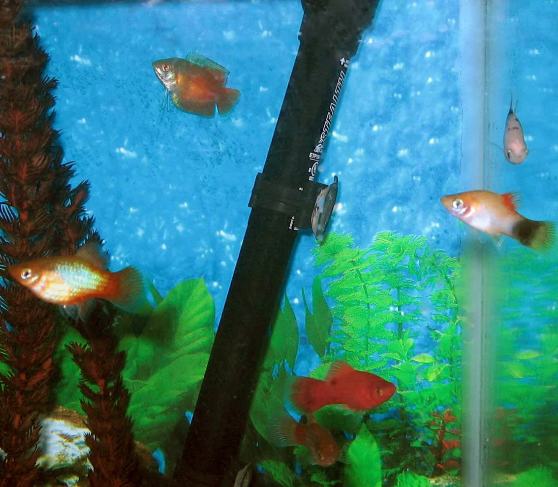 Sunset Platies aquarium photo