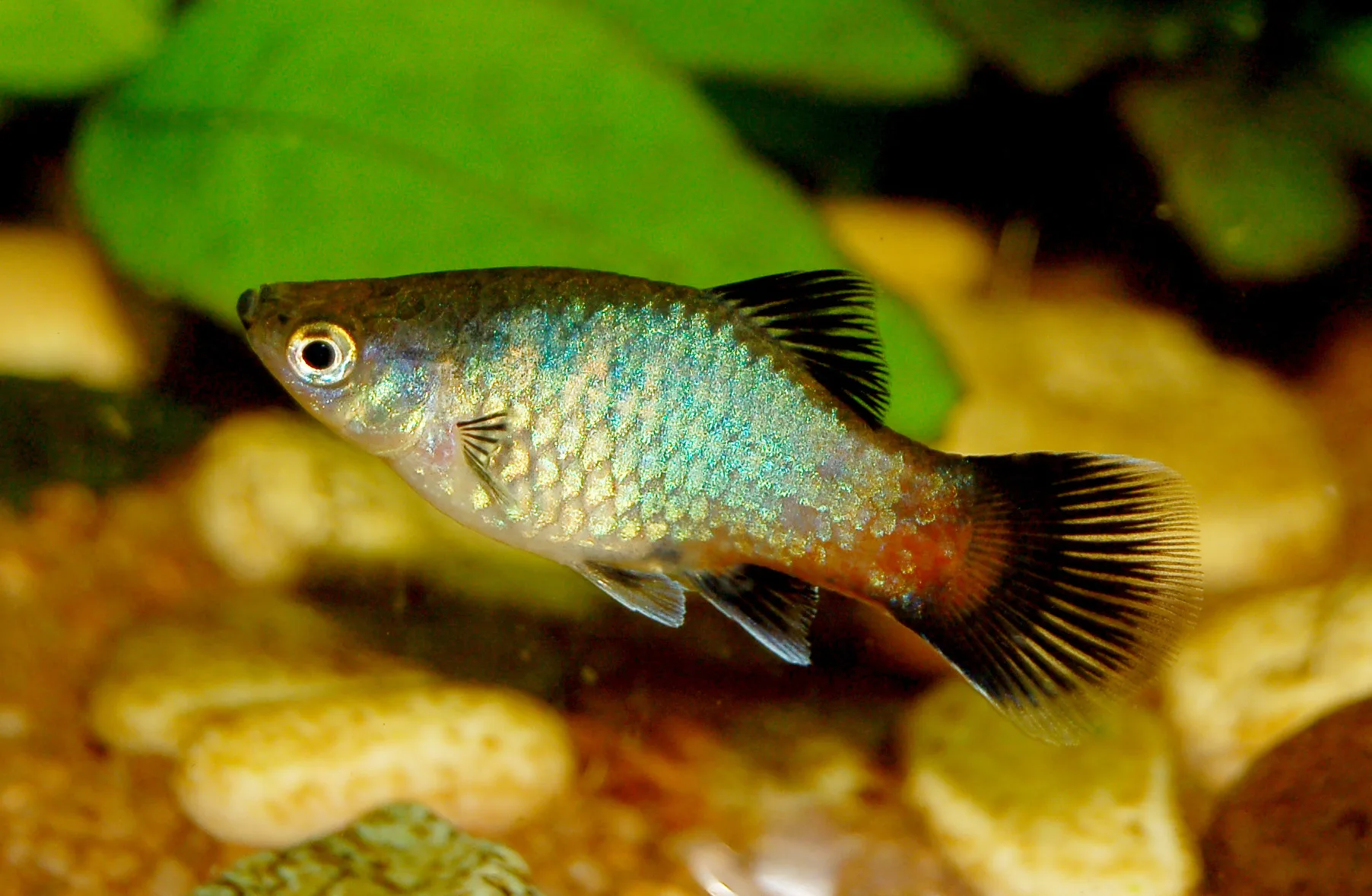 Sunset Platies aquarium photo