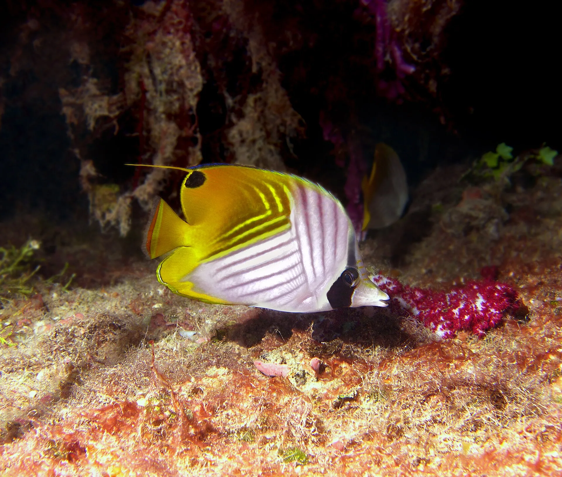 Threadfin Butterflyfish aquarium photo