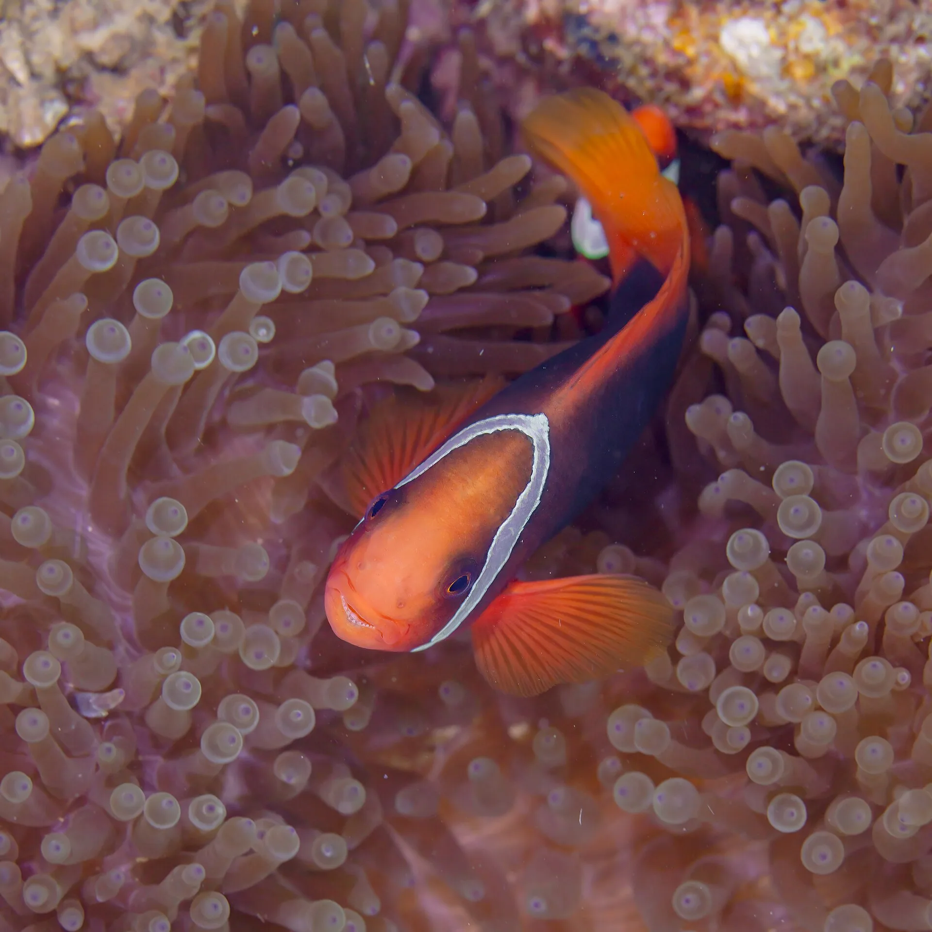 Tomato Clownfish aquarium photo