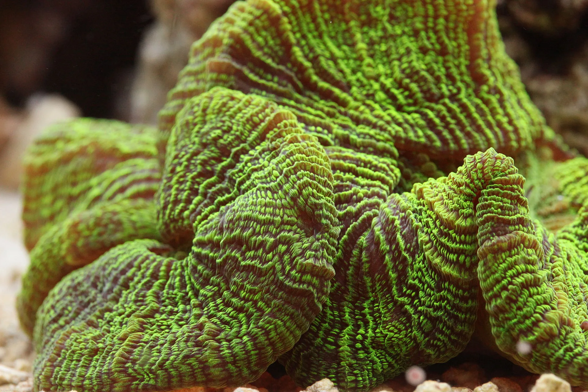 Close view of Open Brain Coral (Trachyphyllia geoffroyi)