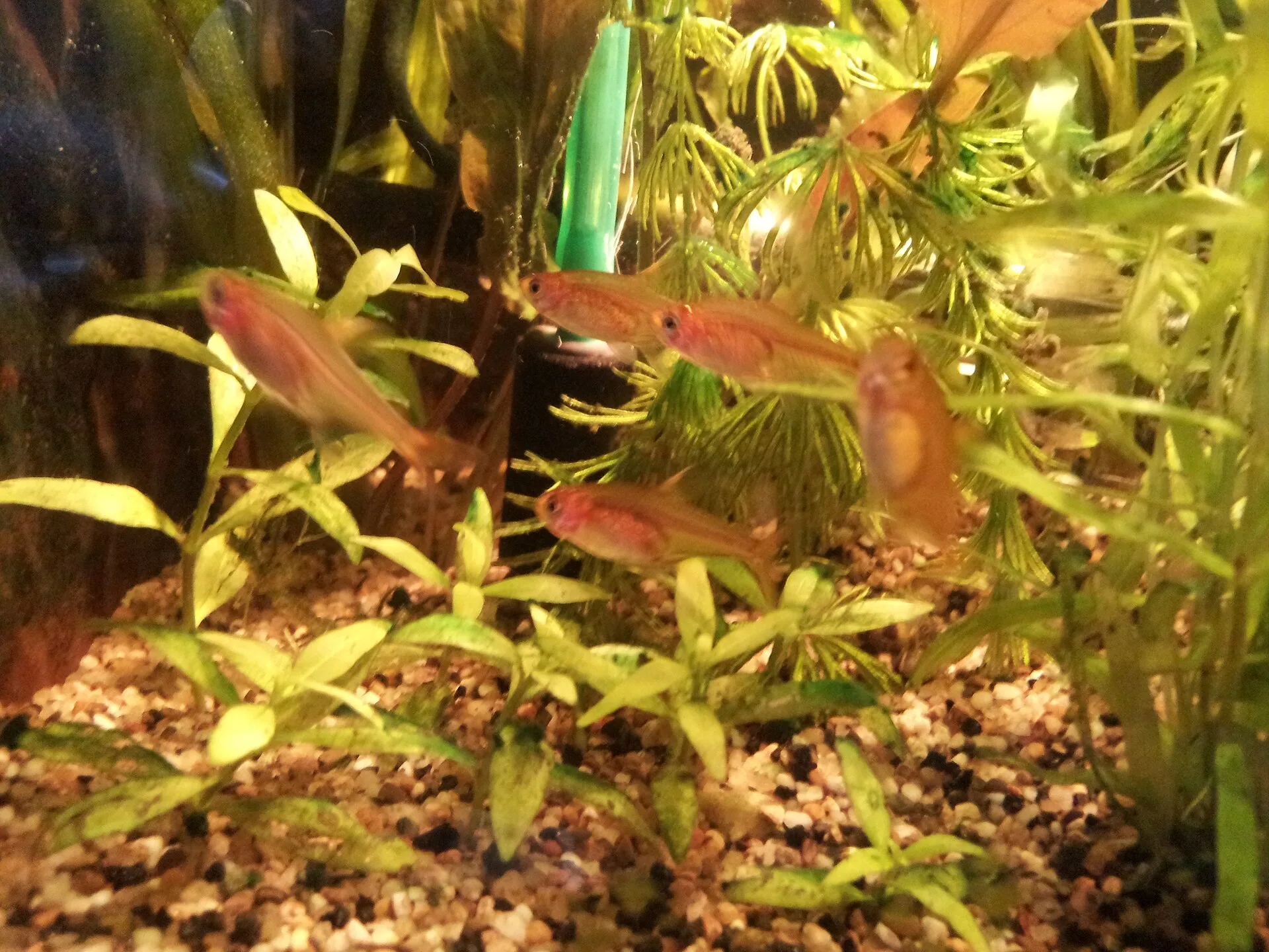 Predatory fish that need higher protein diets