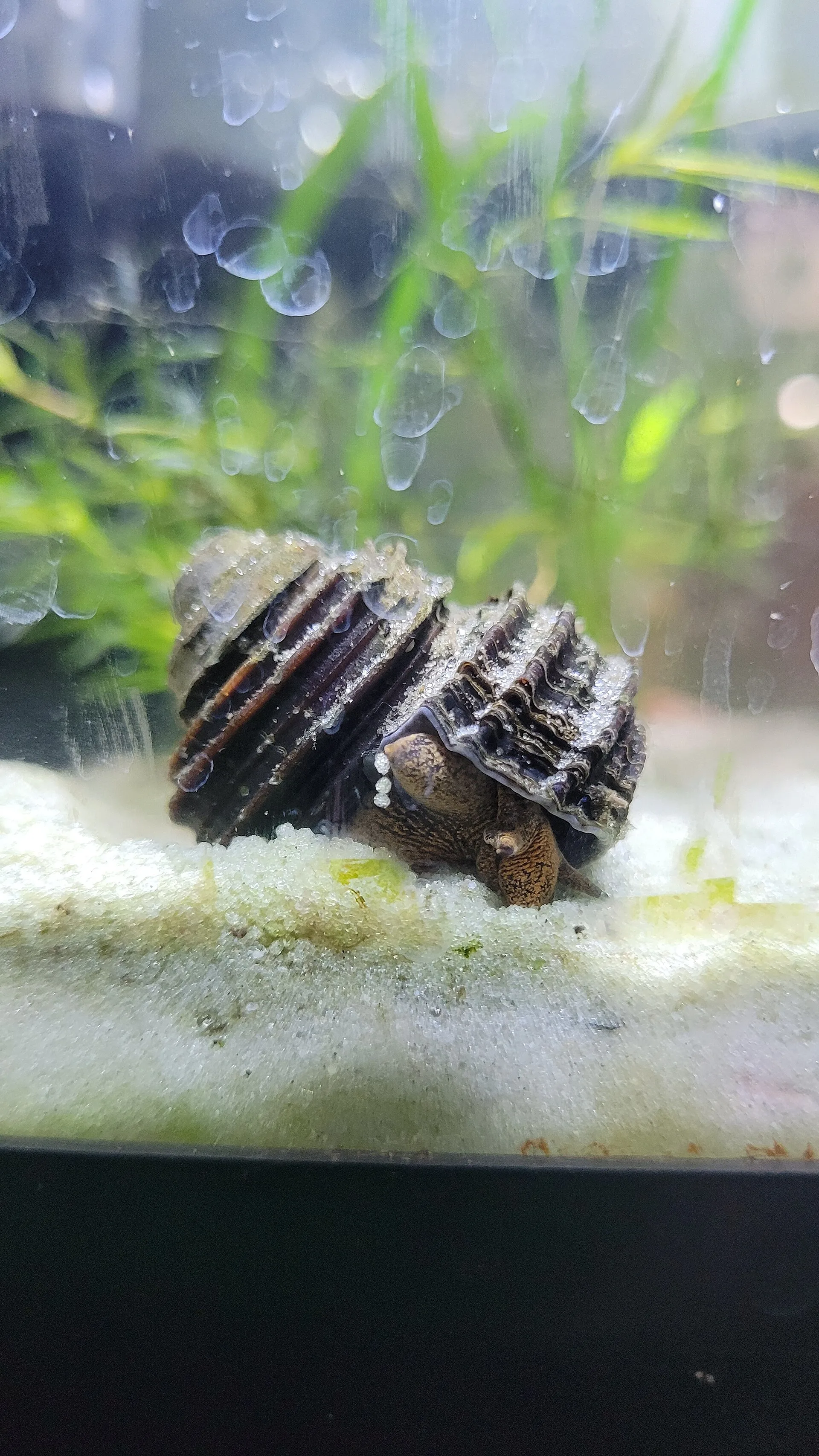 Turbo Snail (Turbo sp.)