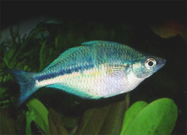 Turquoise Rainbowfish in aquarium
