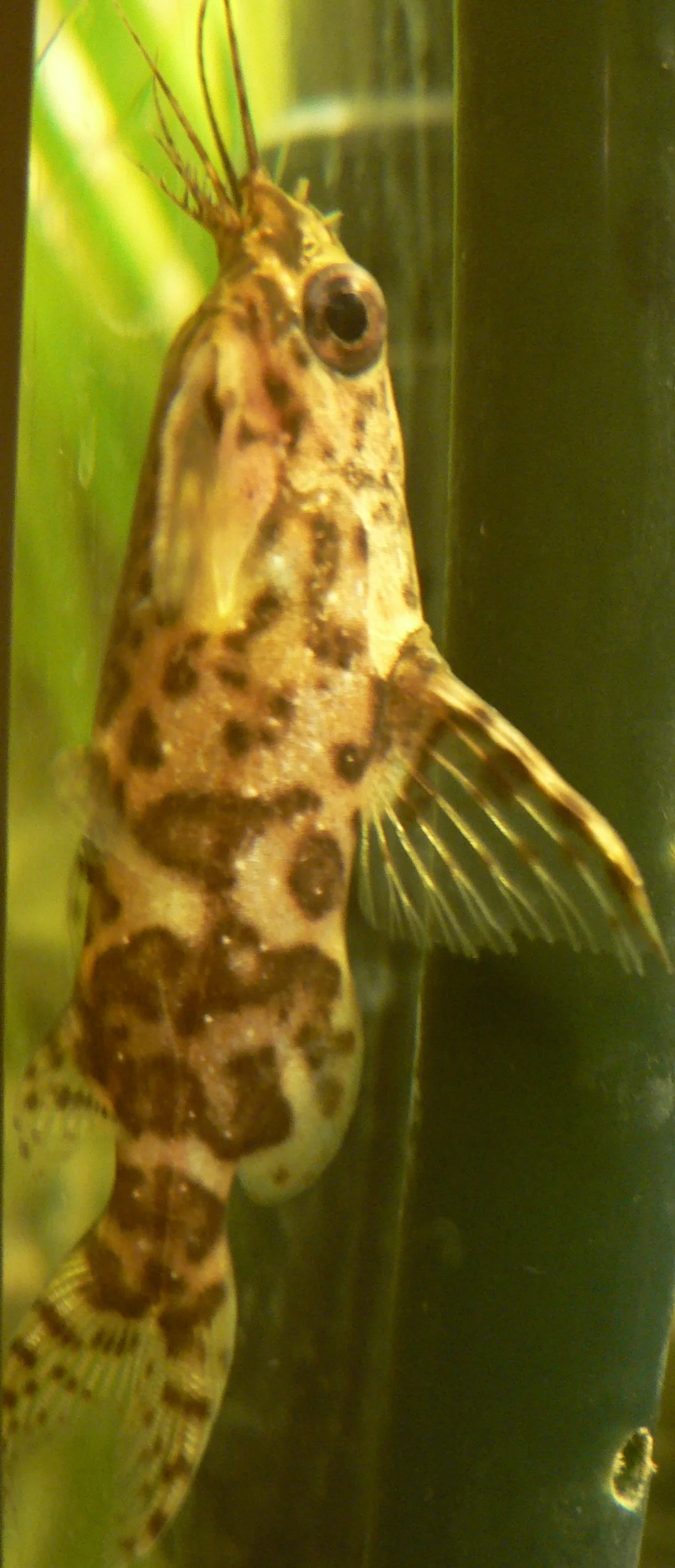 Upside-down Catfish (Synodontis nigriventris)
