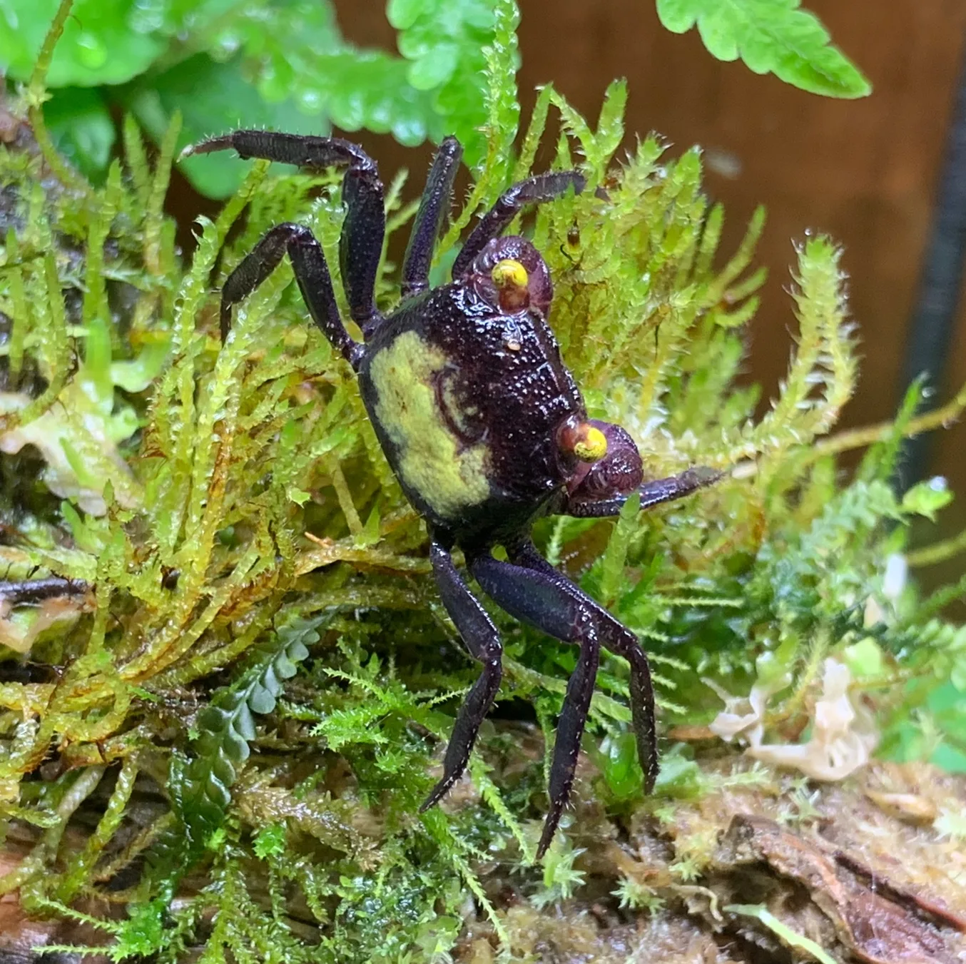 Vampire Crab behaviour and natural posture