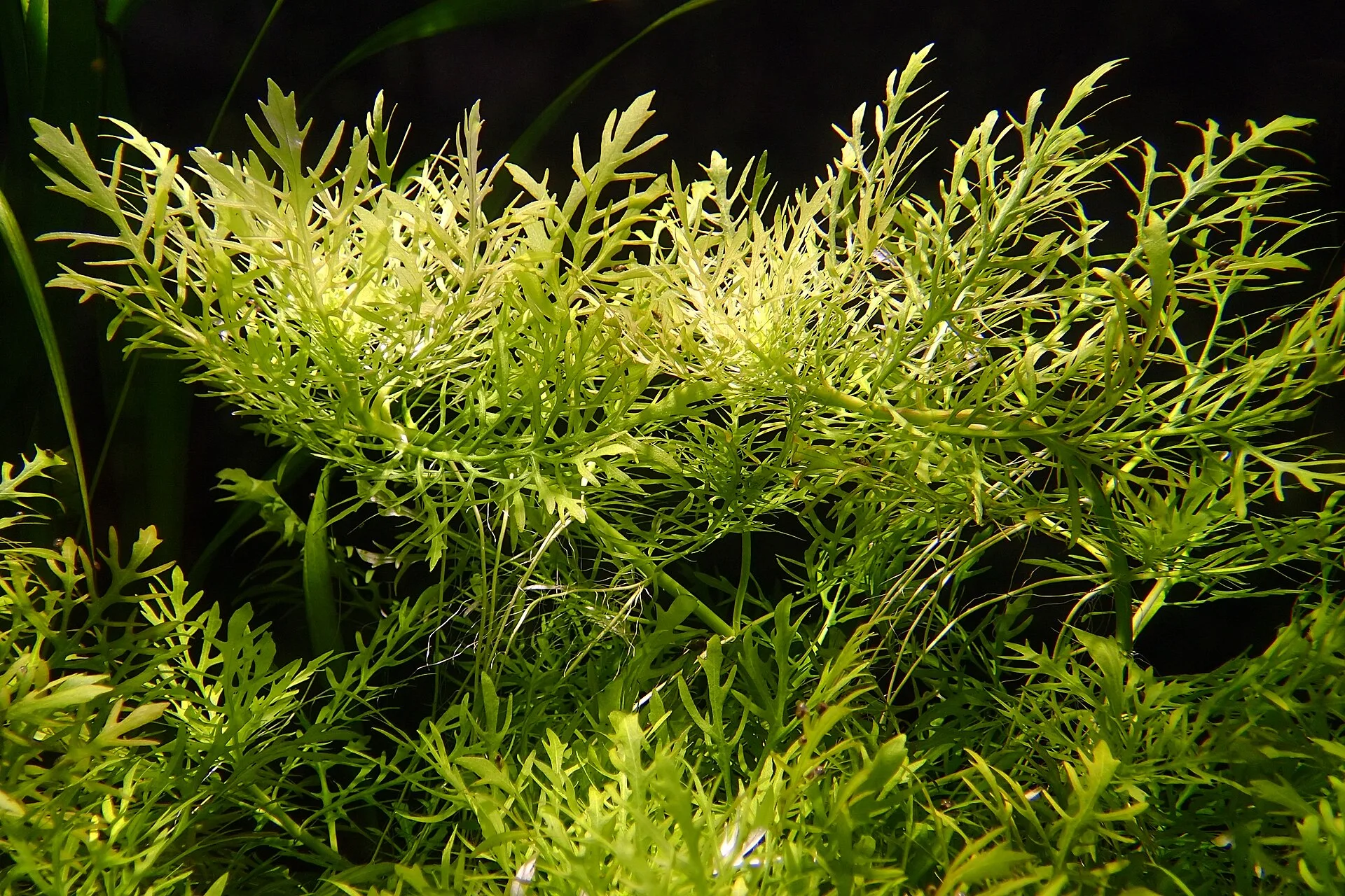 Water Wisteria in aquarium