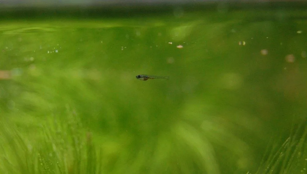 Close view of White Cloud Mountain Minnow (Tanichthys albonubes)