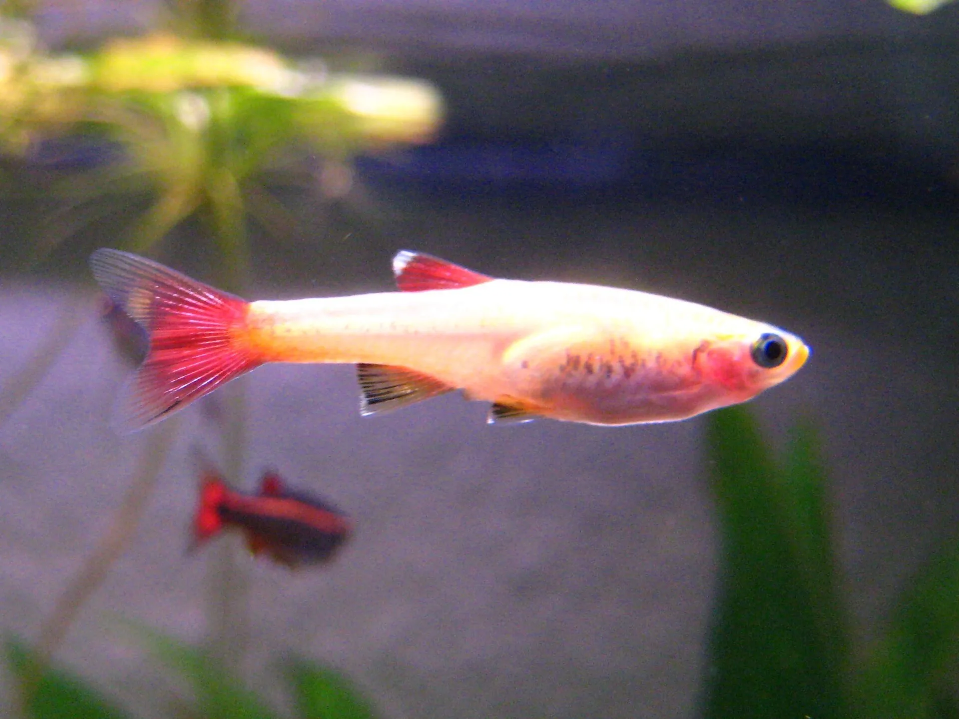 White Cloud Mountain Minnow natural colour and form