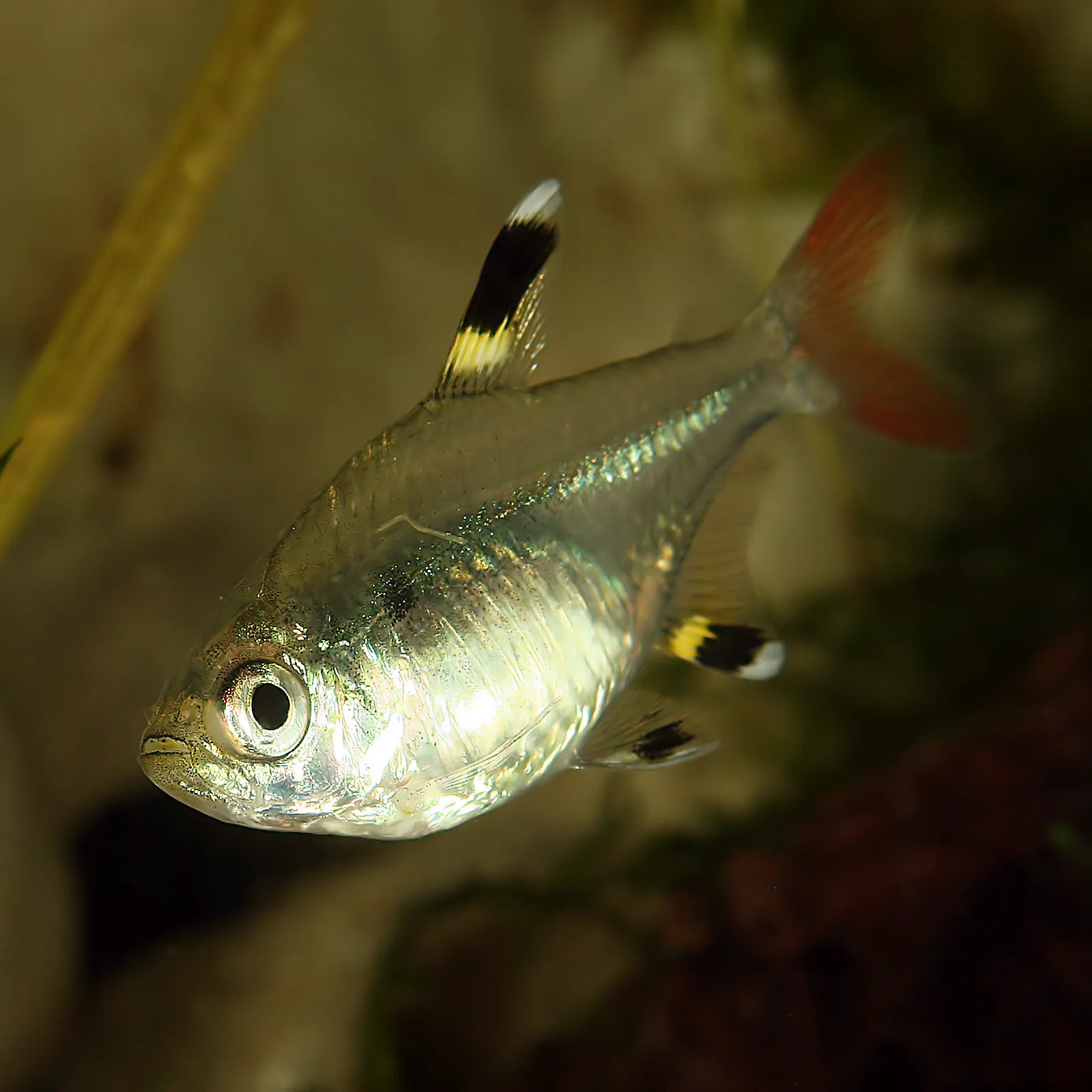 X-ray Tetra aquarium photo