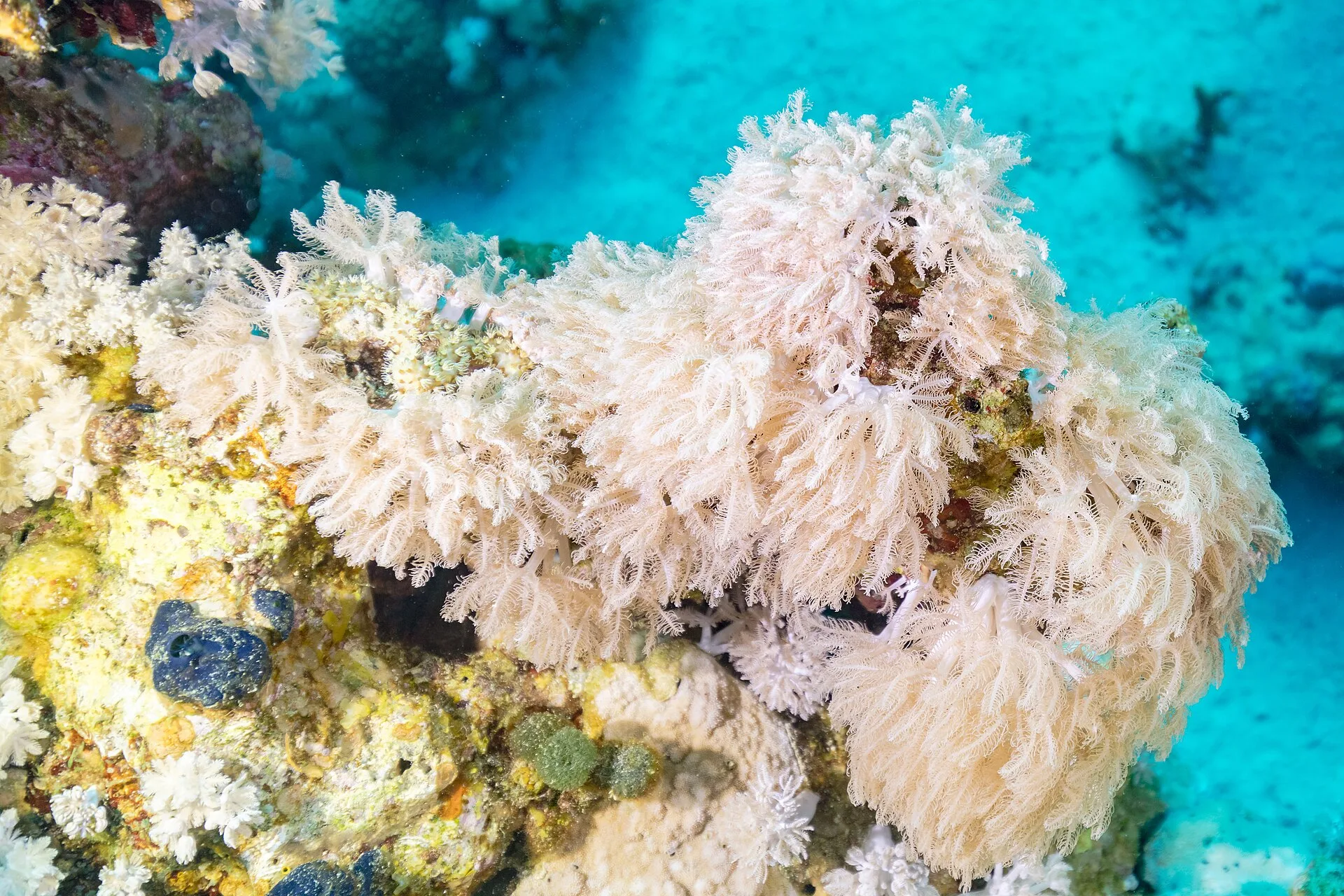 Xenia Coral in <a href=
