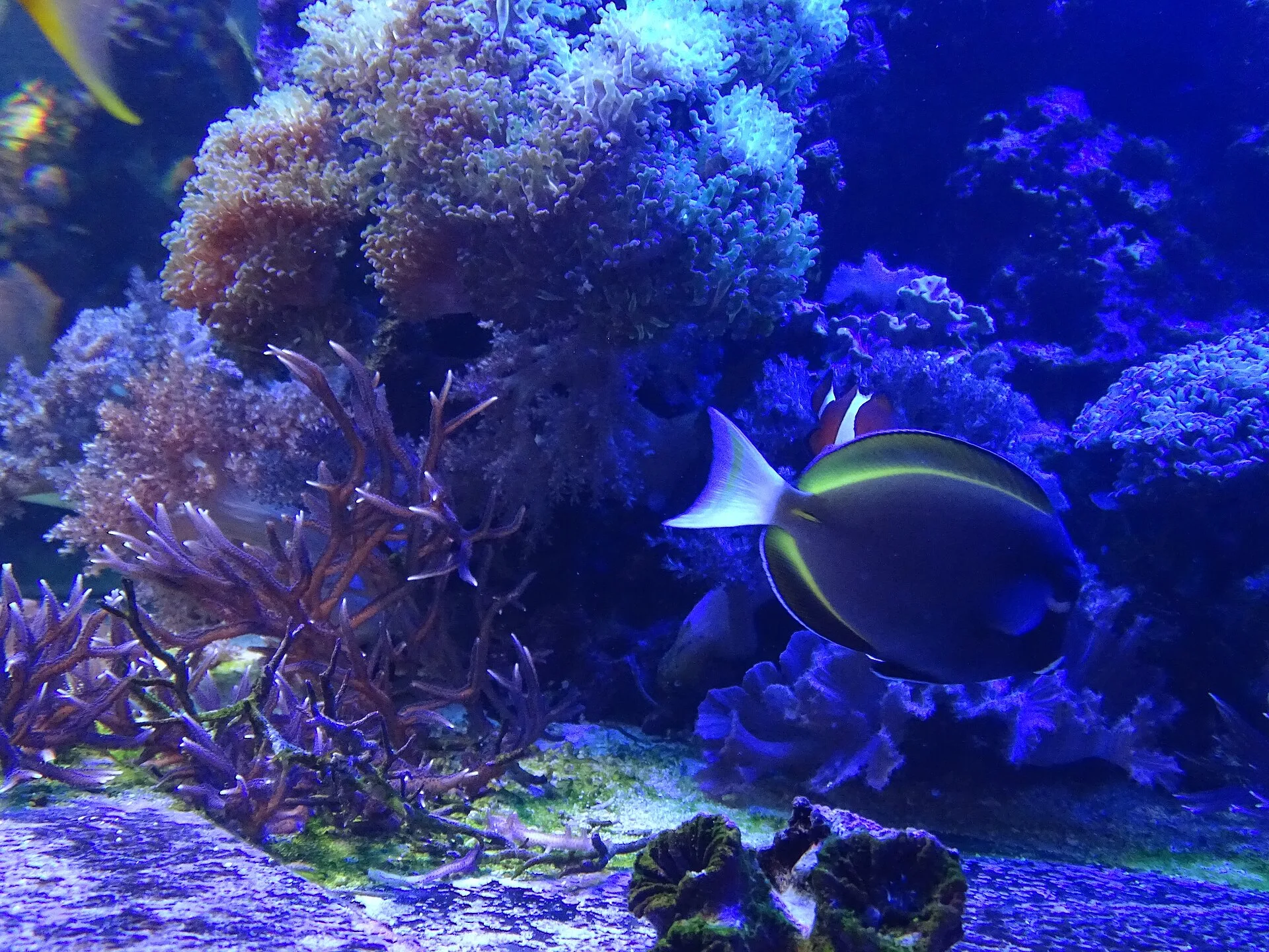 Yellow-tail Blue Damselfish aquarium photo