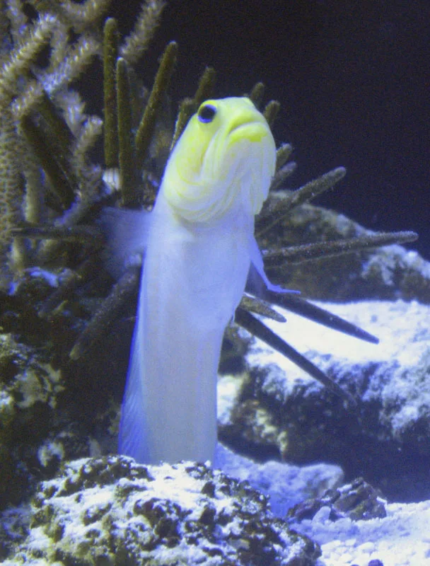 Yellowhead Jawfish (Opistognathus aurifrons)