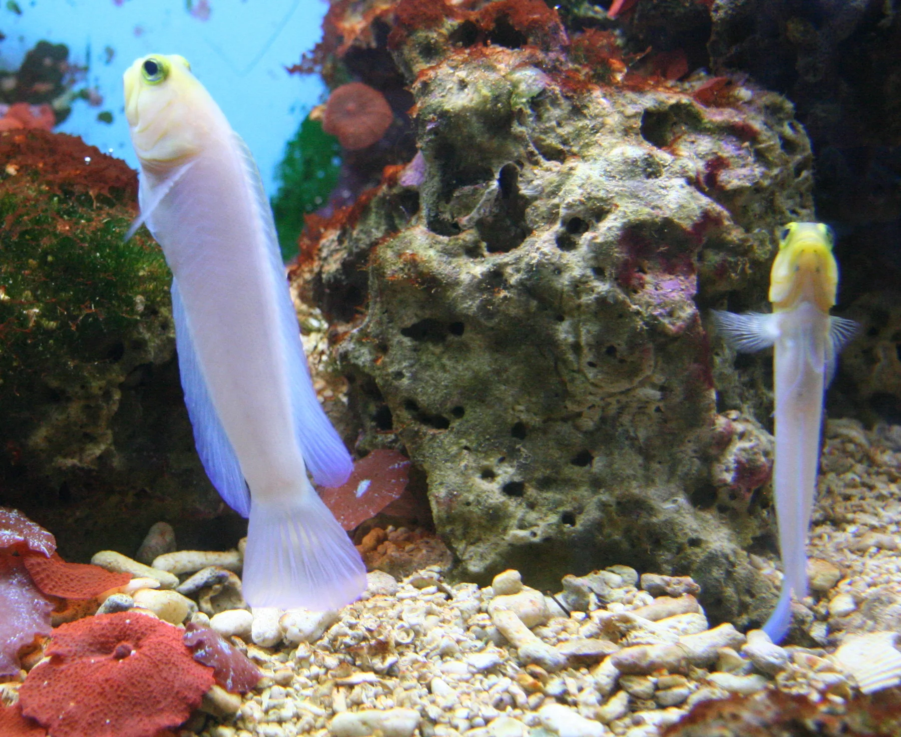 Close view of Yellowhead Jawfish (Opistognathus aurifrons)