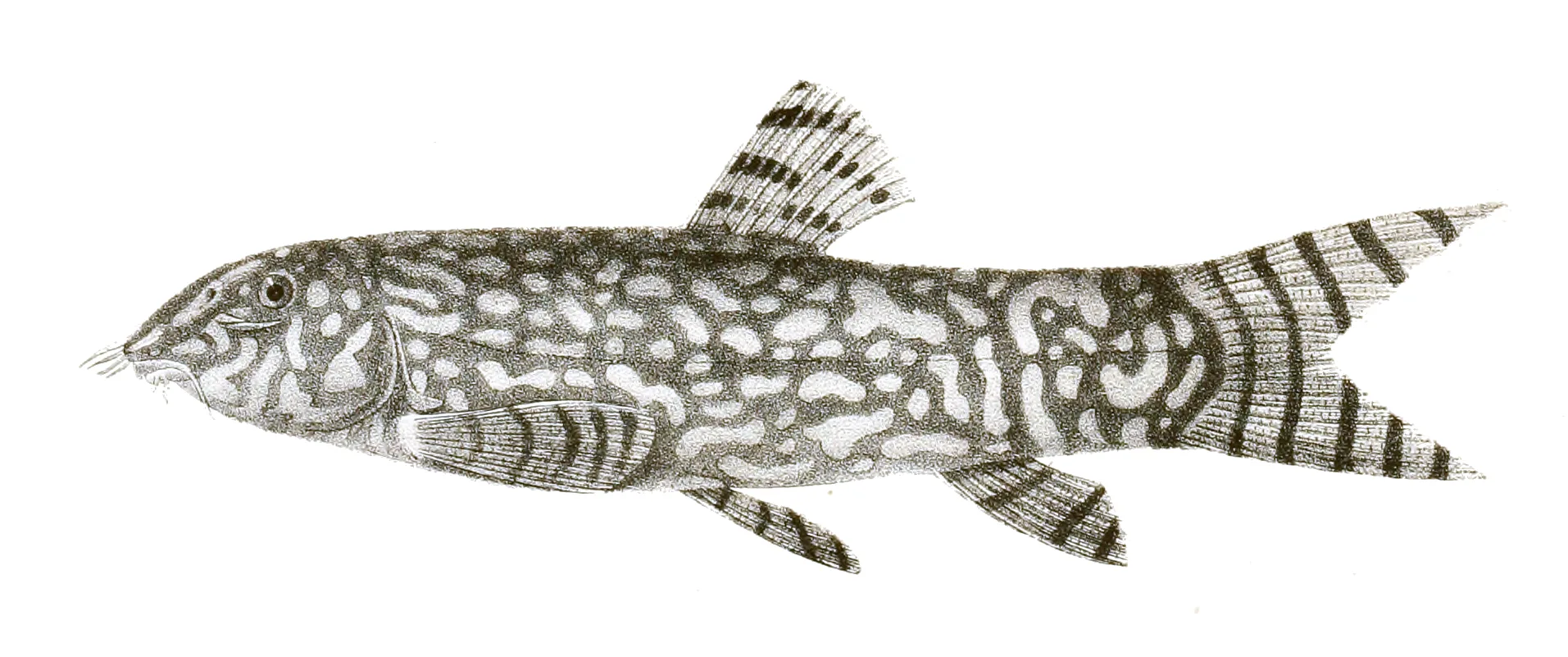 Close view of Yo-Yo Loach (Botia almorhae)