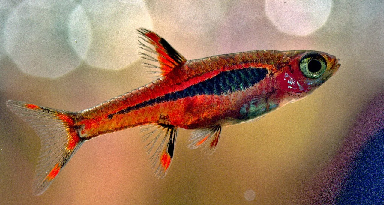 1280px Borasasb (cropped)