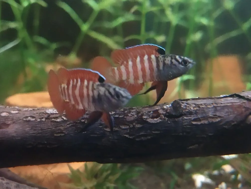 Male Black Tiger Badis in a planted aquarium