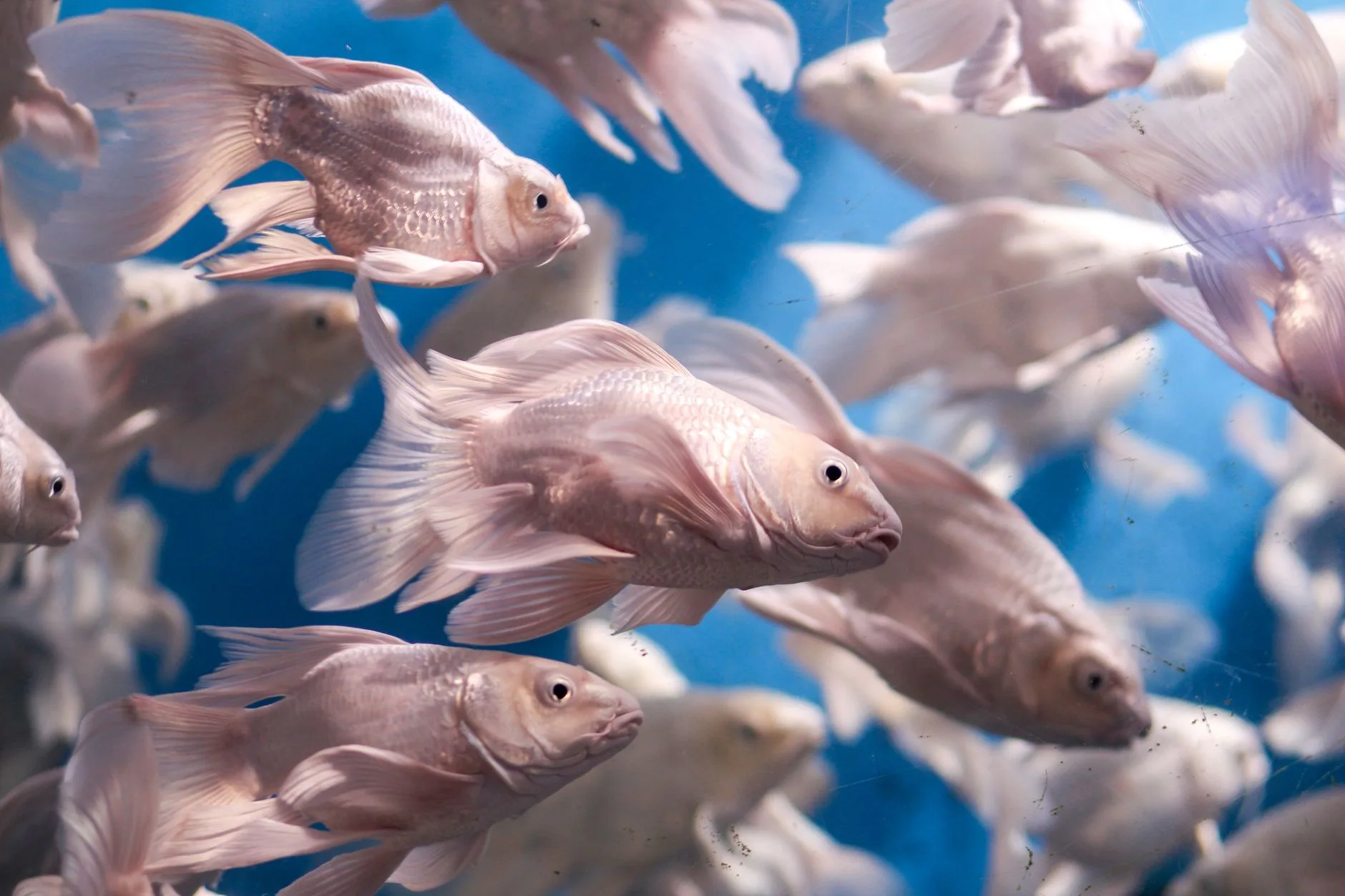 Aquarium nitrite test water