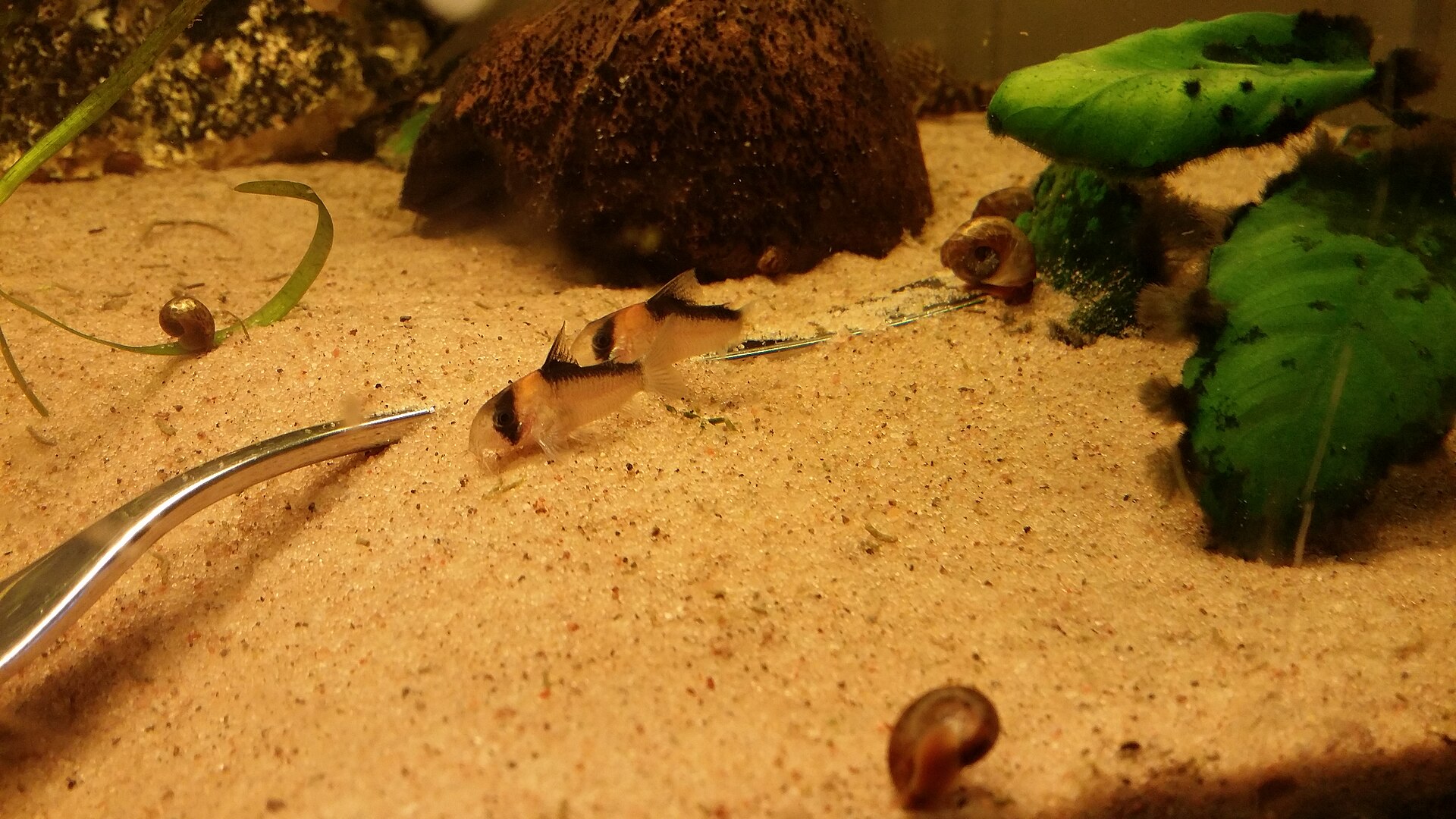 Adolfo's Corydoras (Corydoras adolfoi)