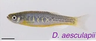 Aesculapian Danio (Danio aesculapii)