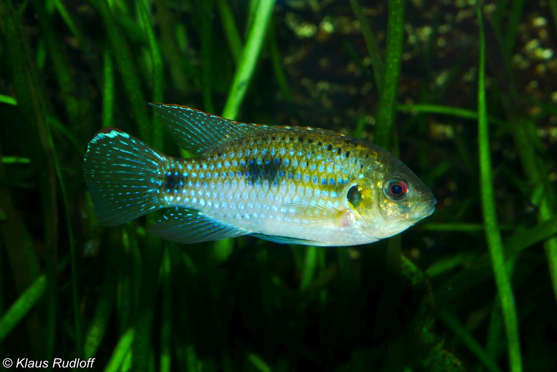 Cichlidé papillon africain (Anomalochromis thomasi)