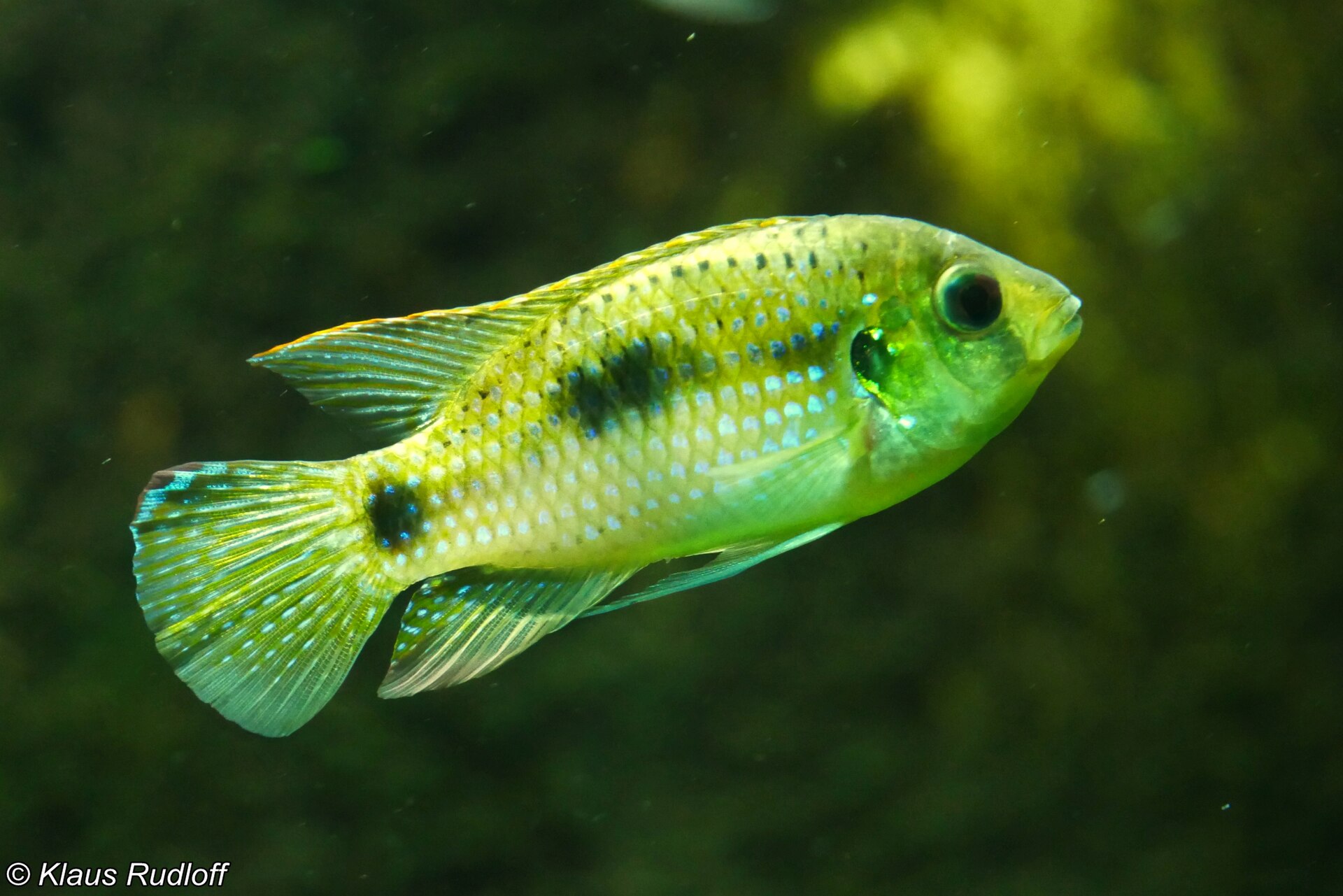 African Butterfly Cichlid (Anomalochromis thomasi)