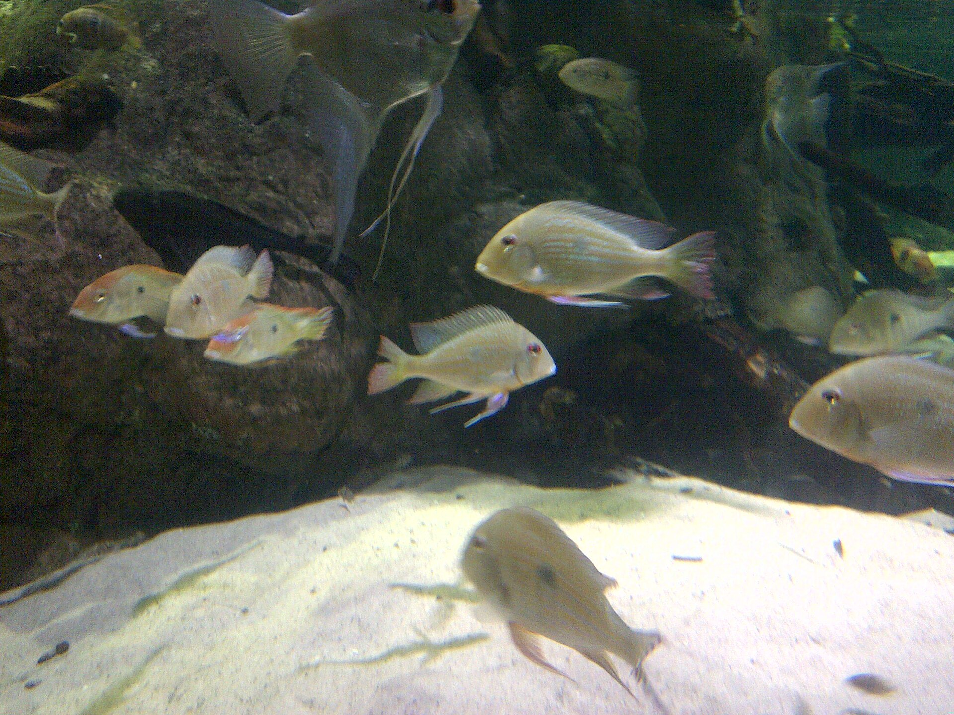 Altifrons Eartheater (Geophagus altifrons)