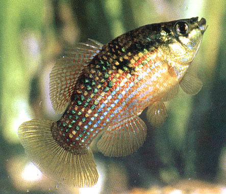 American Flagfish (Jordanella floridae)