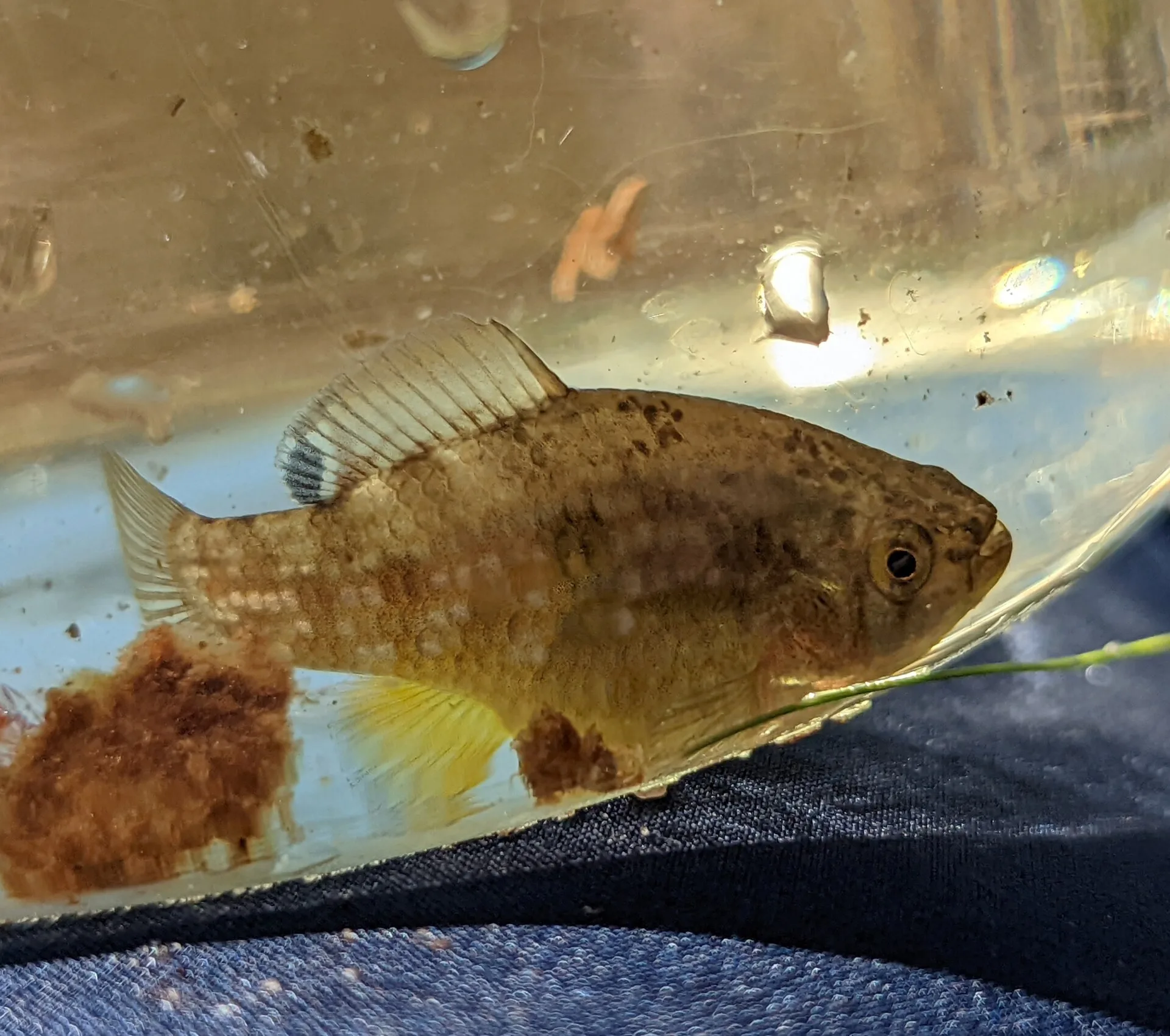Pez bandera americano (Jordanella floridae)