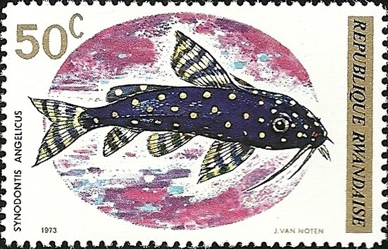 Angelicus Synodontis (Synodontis angelicus)