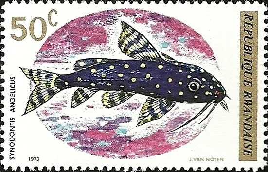Angelicus Synodontis (Synodontis angelicus)