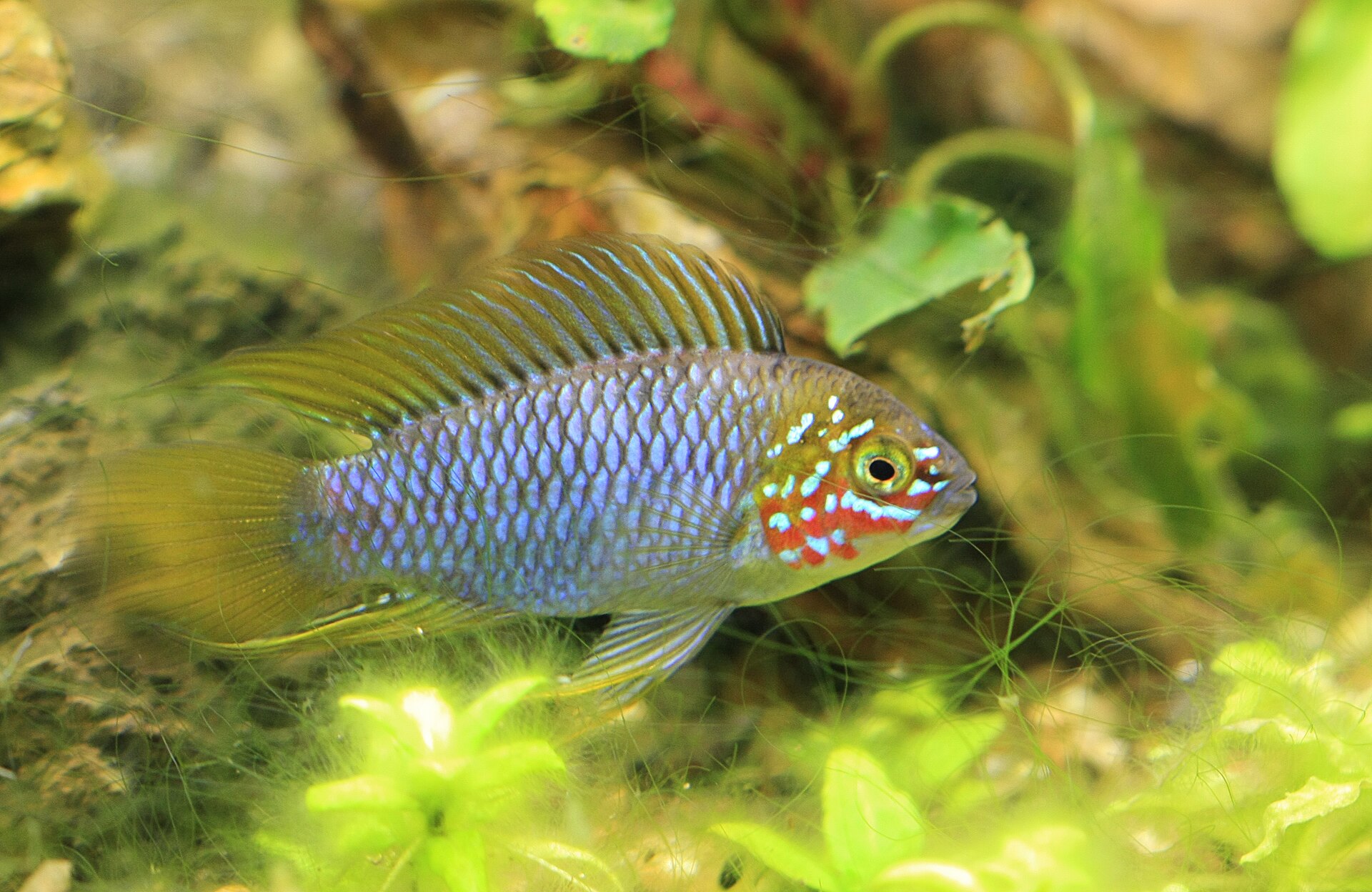Vista cercana de Apistogramma Borellii (Apistogramma borellii)