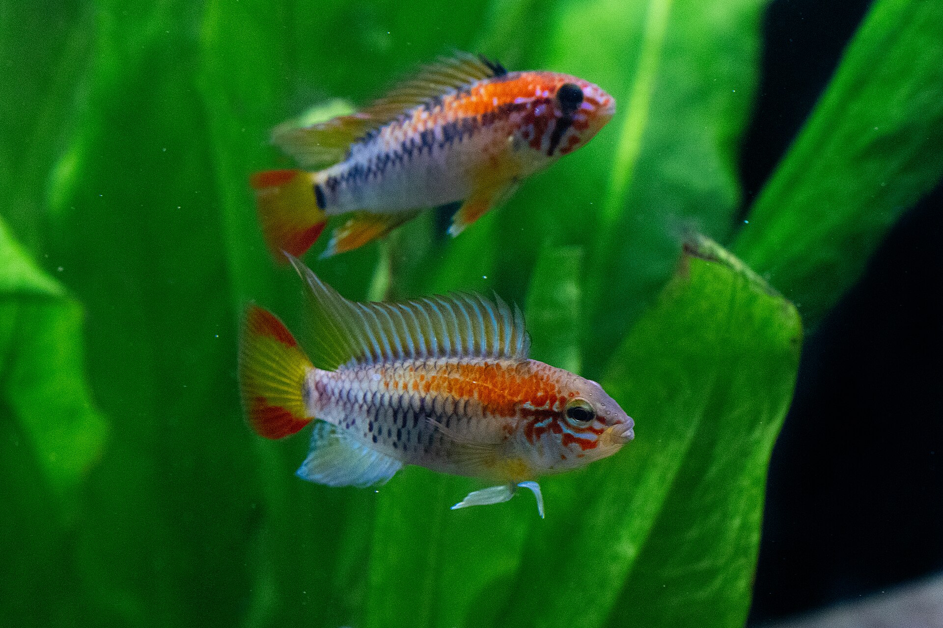 Apistogramma Macmasteri (Apistogramma macmasteri)
