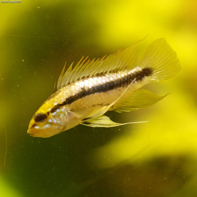 Close view of Apistogramma Trifasciata (Apistogramma trifasciata)
