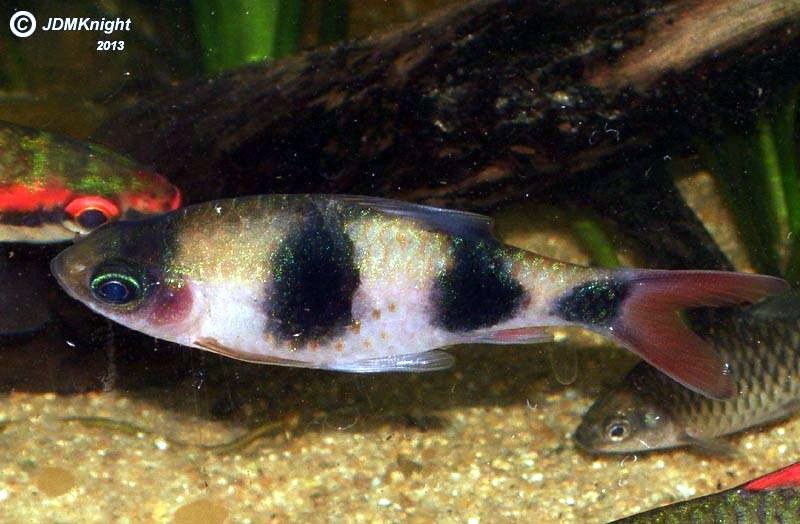 Arulius Barb (Dawkinsia arulius)
